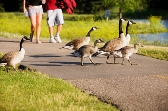 geese_crossing_path