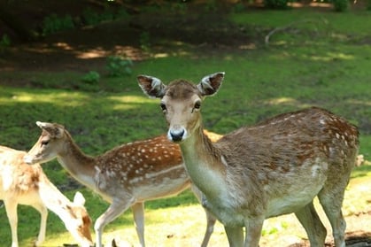 deer in the homeowners association