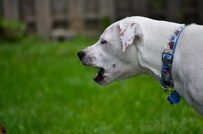 dog barking in a backyard