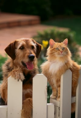 Dog and Cat in homeowners association