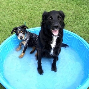 dogs_in_kiddie_pool