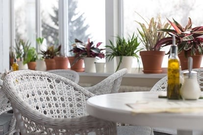 houseplants_on_windowsill